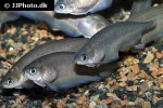 xenomystus nigri xenomystus nigri