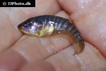 xenomystus nigri xenomystus nigri