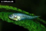 xenomystus nigri xenomystus nigri