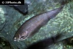 xenomystus nigri xenomystus nigri