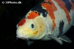 cyprinus carpio koi cyprinus carpio koi
