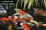 cyprinus carpio koi cyprinus carpio koi
