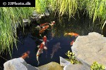 cyprinus carpio koi cyprinus carpio koi