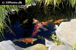 cyprinus carpio koi cyprinus carpio koi
