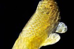 cyprinus carpio koi cyprinus carpio koi