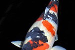 cyprinus carpio koi cyprinus carpio koi
