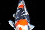 cyprinus carpio koi cyprinus carpio koi