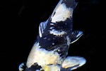 cyprinus carpio koi cyprinus carpio koi