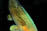 cyprinus carpio koi cyprinus carpio koi