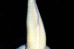 cyprinus carpio koi cyprinus carpio koi