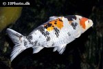 cyprinus carpio koi cyprinus carpio koi