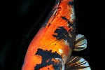 cyprinus carpio koi cyprinus carpio koi