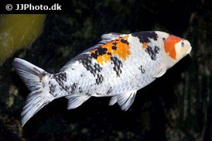 Koi Carp