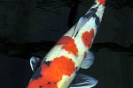 cyprinus carpio koi cyprinus carpio koi