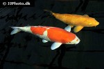cyprinus carpio koi cyprinus carpio koi