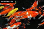cyprinus carpio koi cyprinus carpio koi