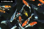 cyprinus carpio koi cyprinus carpio koi