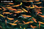 cyprinus carpio koi cyprinus carpio koi