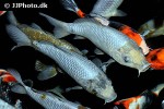 cyprinus carpio koi cyprinus carpio koi