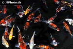 cyprinus carpio koi cyprinus carpio koi