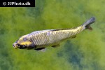 cyprinus carpio koi cyprinus carpio koi