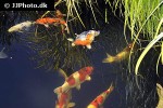 cyprinus carpio koi cyprinus carpio koi