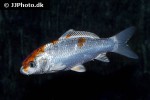cyprinus carpio koi cyprinus carpio koi