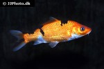 cyprinus carpio koi cyprinus carpio koi