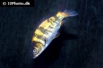cyprinus carpio koi cyprinus carpio koi
