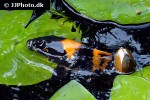 cyprinus carpio koi cyprinus carpio koi