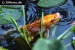 cyprinus carpio koi cyprinus carpio koi