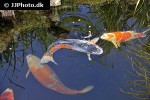cyprinus carpio koi cyprinus carpio koi