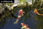 cyprinus carpio koi cyprinus carpio koi