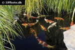 cyprinus carpio koi cyprinus carpio koi