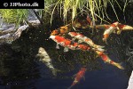 cyprinus carpio koi cyprinus carpio koi