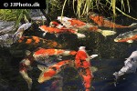 cyprinus carpio koi cyprinus carpio koi
