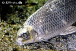 cyprinus carpio koi ghost cyprinus carpio koi ghost