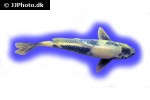 cyprinus carpio koi kin utsuri cyprinus carpio koi kin utsuri