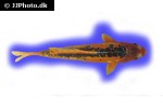 cyprinus carpio koi red shusui cyprinus carpio koi red shusui