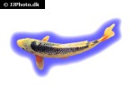 cyprinus carpio koi sagsi cyprinus carpio koi sagsi