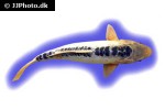 cyprinus carpio koi shusui cyprinus carpio koi shusui