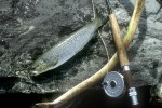 24 lapland wild trout 24 lapland wild trout