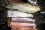 26 lapland wild trout 26 lapland wild trout