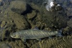 62 lapland wild trout 62 lapland wild trout