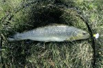 64 lapland wild trout 64 lapland wild trout