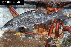 Snook / Lates Perch