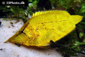 Leaffish