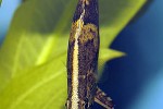 monocirrhus polyacanthus monocirrhus polyacanthus
