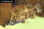 nandus oxyrhynchus nandus oxyrhynchus