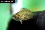 polycentropsis abbreviata polycentropsis abbreviata
